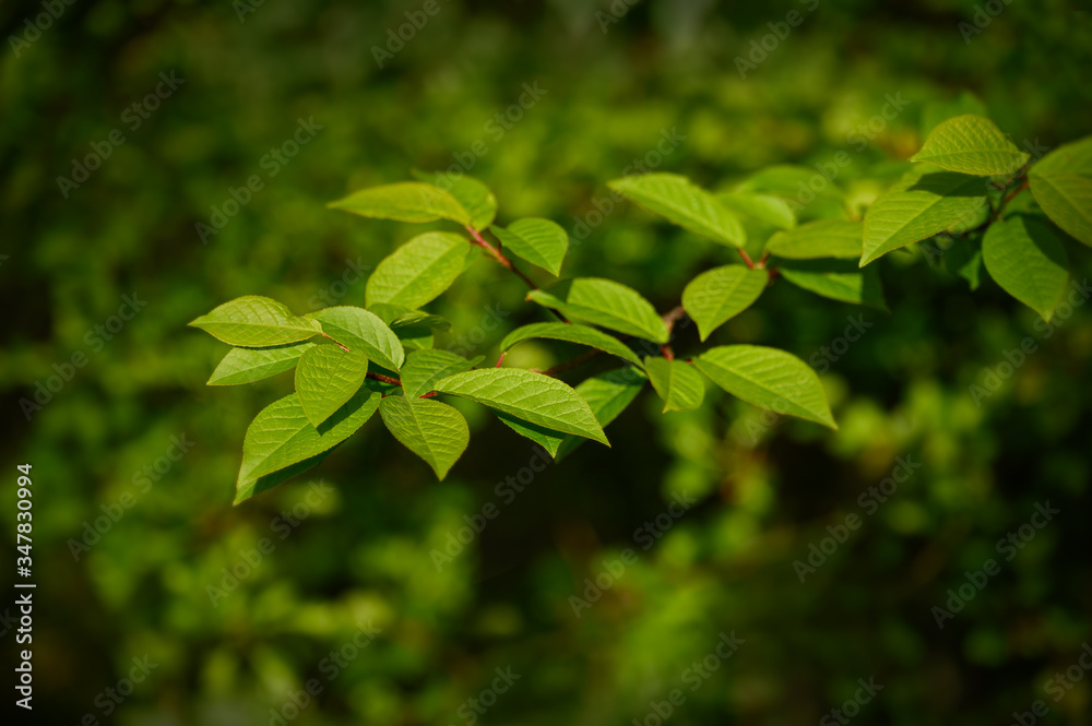 Obraz premium Fresh spring green leaves for an abstract background pattern.
