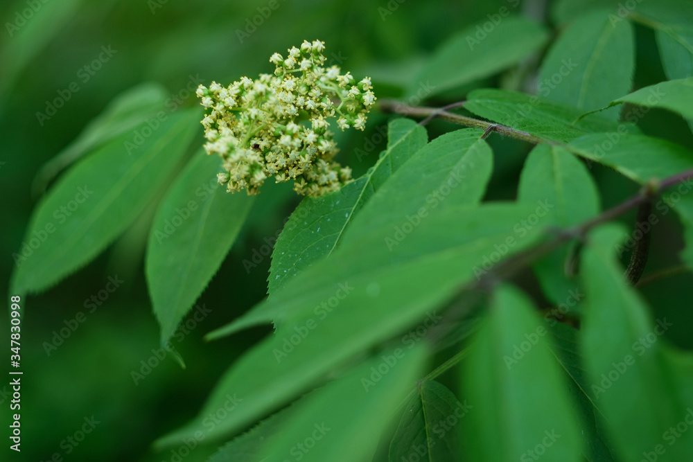 White Elderberry flowers on the elder bush among the leafs. White Elderberry flowers on the elder bush among the leafs.
