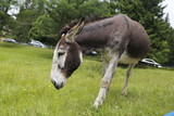 donkey in the pasture in a nature reserve. Farm animal in pasture. Farm animal, countryside, domestic mule.