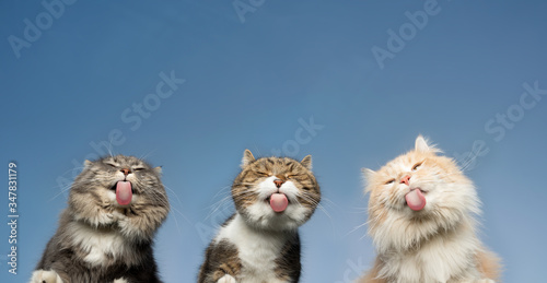 Canvas Print bottom view of three cats licking invisible window glass in front of clear blue