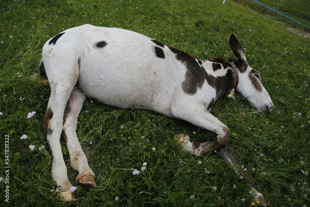 donkey in the pasture. Donkey in a nature reserve. Farm animal in pasture. Farm animal, countryside, domestic mule.