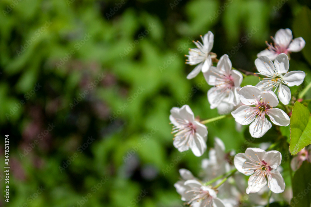 Apple tree blossoms in spring. White flowers of apple tree on a background of fuzzy green leaves. Flowers of apple trees and green leaves at the end of the branch. Apple tree blossoms in spring. White flowers of apple tree on a background of fuzzy green leaves. Flowers of apple trees and green leaves at the end of the branch.
