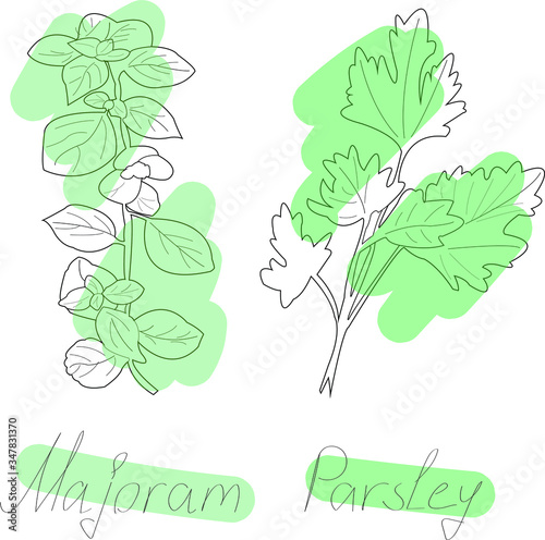 Vector hand painted nature set illustration with parsley and marjoram contour plants leaves on branch collection, green brush strokes and text title on the transparent background