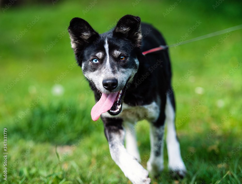 Happy dog with blue and brown eyes on the green grass