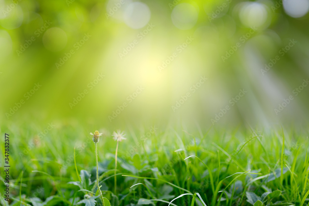 Natural green grass on bokeh and rays with sunlight and blurred greenery background in garden with copy space. Safe world and ecology concept.