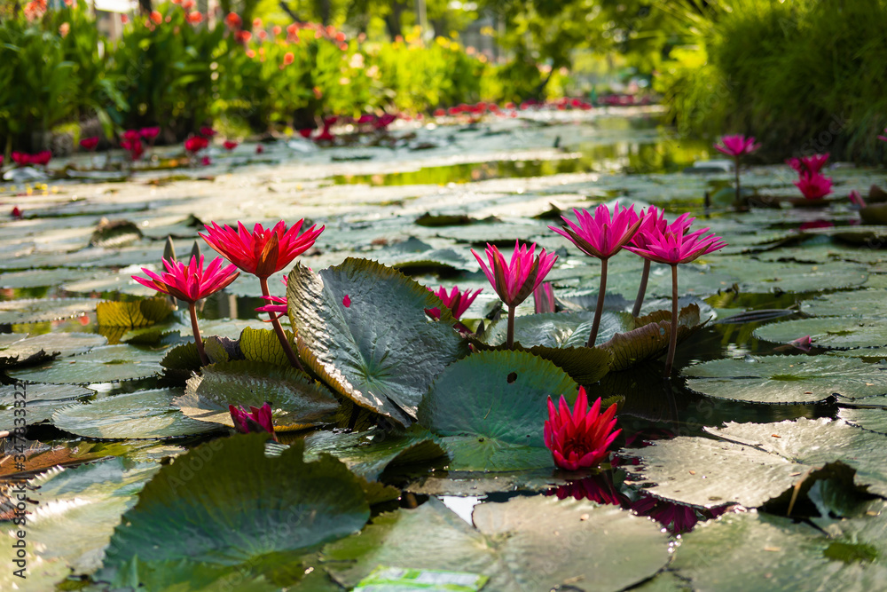 custom made wallpaper toronto digitalpond is full of water lily