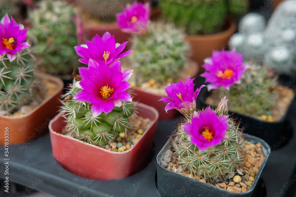poted cactus with beautiful flower