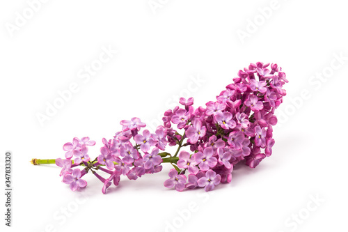 Beautiful blossoming lilac on white background. Space for text