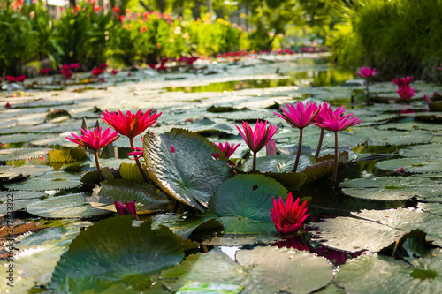Wallpaper Mural pond is full of water lily Torontodigital.ca