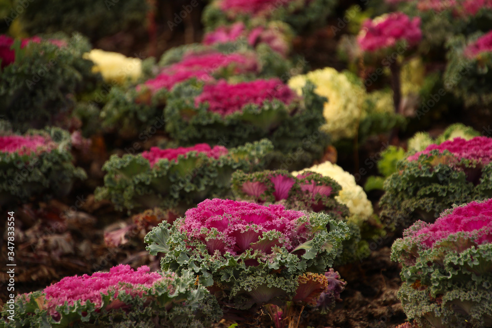 thickets of decorative cabbage with beautiful buds on the lawn thickets of decorative cabbage with beautiful buds on the lawn