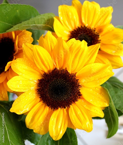 bright yellow sunflowers on a sunny day