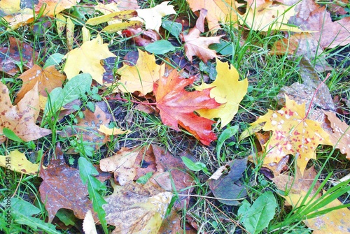 bright colorful warm autumn in the city