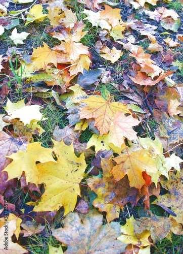 bright colorful warm autumn in the city