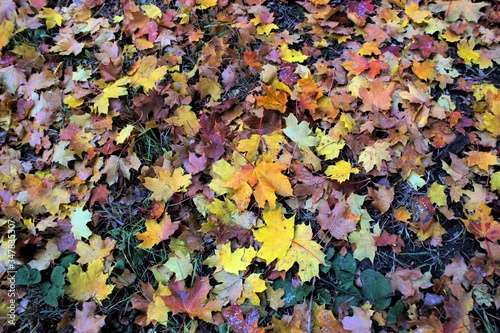 bright colorful warm autumn in the city