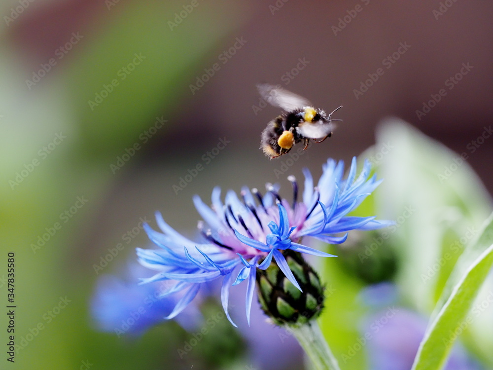 A Bumblebee (Bombus spp) coming in to land on a Mountain Cornflower plant to collect pollen. A Bumblebee (Bombus spp) coming in to land on a Mountain Cornflower plant to collect pollen.