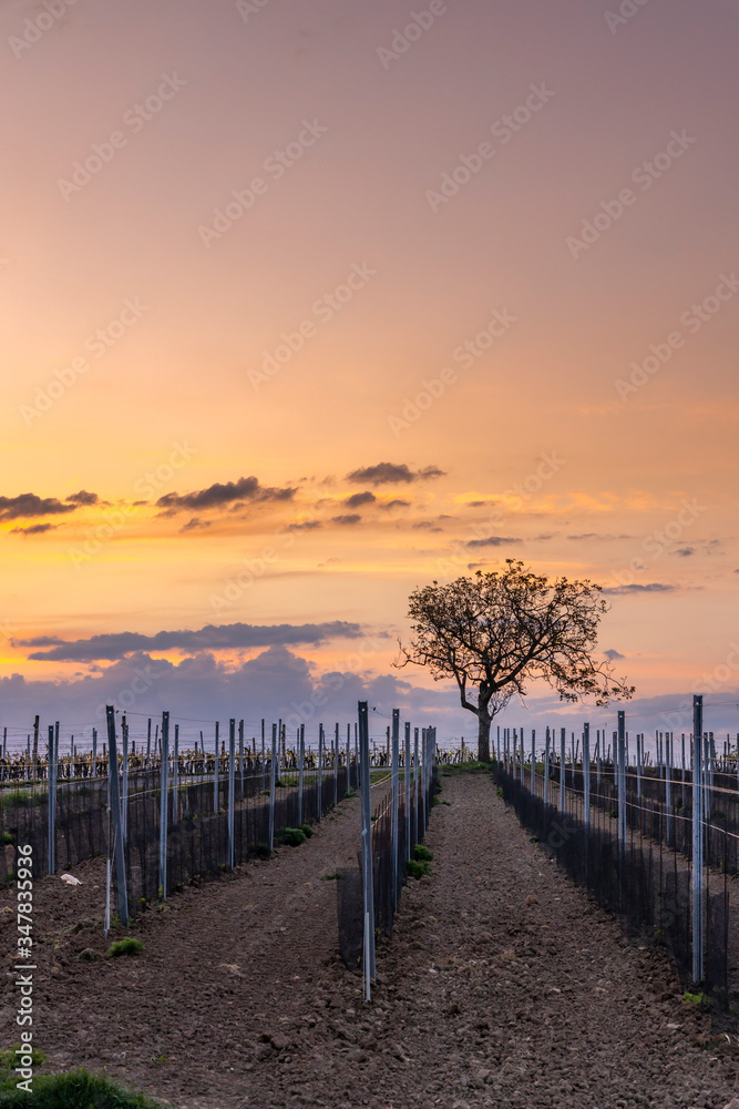 Obraz premium Sunrise in vineyards near Velke Bilovice in Southern Moravia, Czech Republic