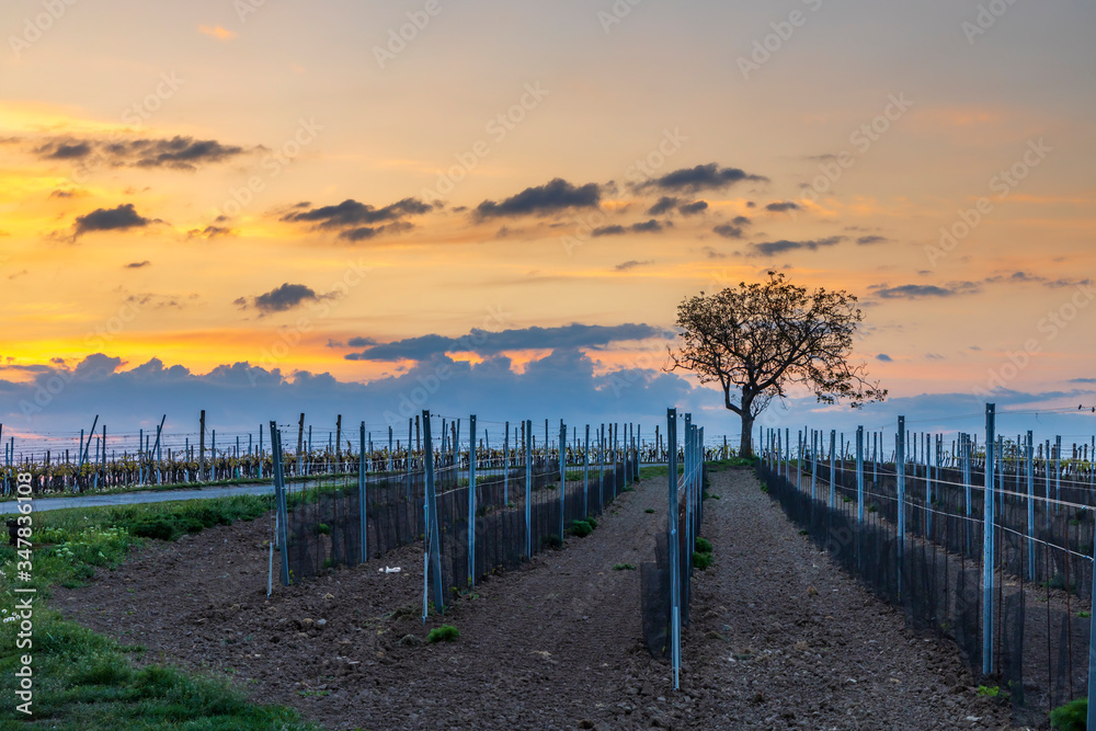 Fototapeta premium Sunrise in vineyards near Velke Bilovice in Southern Moravia, Czech Republic