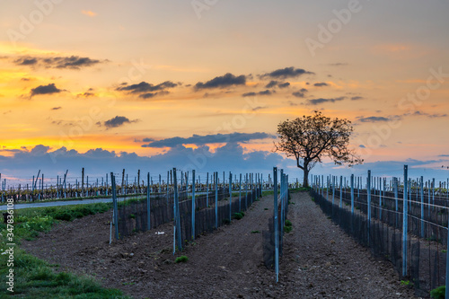Sunrise in vineyards near Velke Bilovice in Southern Moravia  Czech Republic