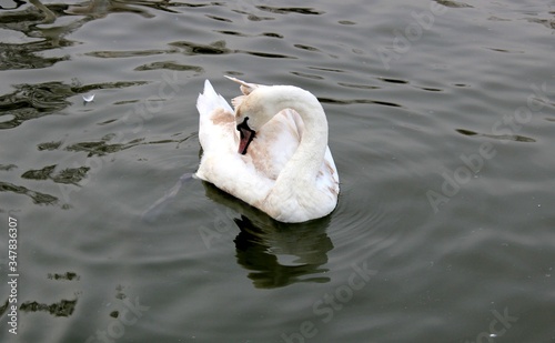 
swan on a fod eats