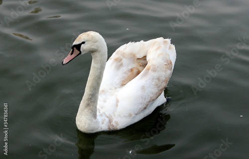 
swan on a fod eats