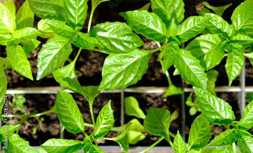 Wallpaper Mural peppers seedlings grown in trays in blisters greenhouse Torontodigital.ca