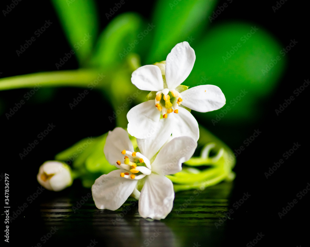 Obraz premium white orchid with green leaf on black