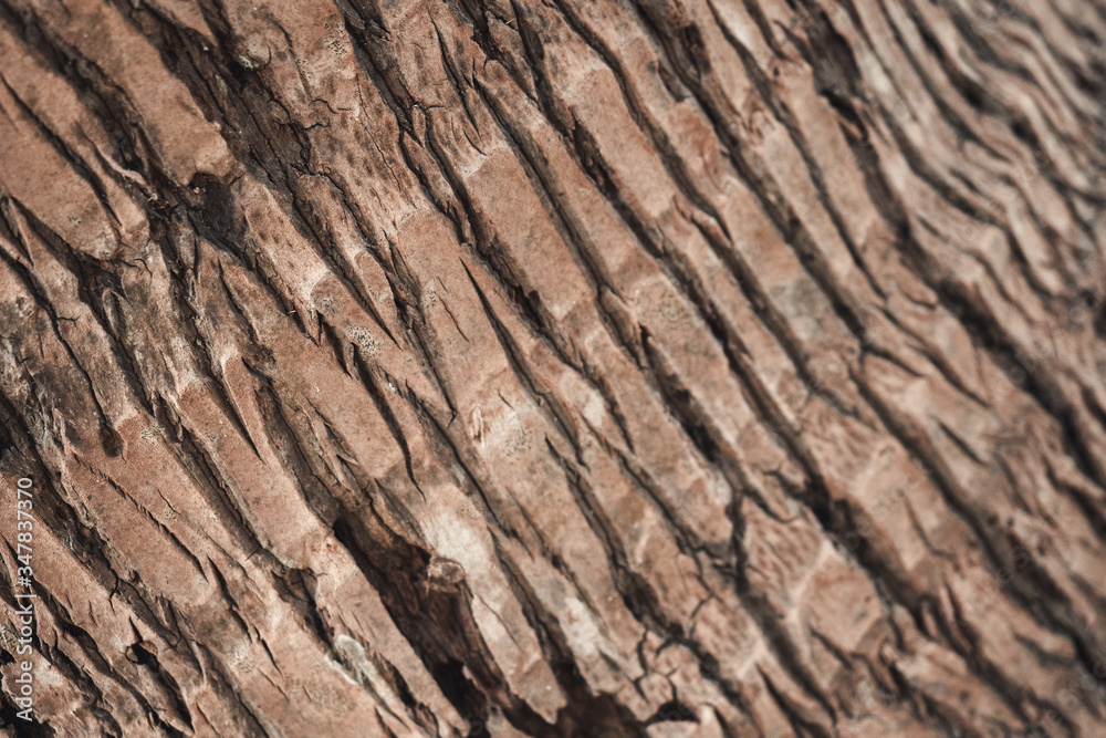 Naklejka premium Close up of the texture of brown wood from a palm tree at the beach.