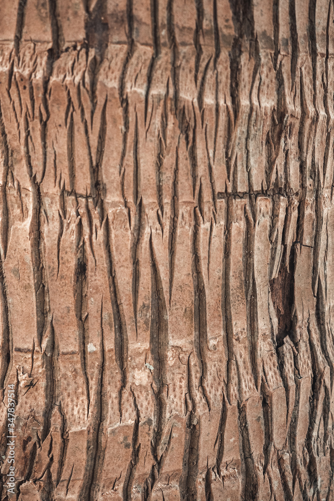 Naklejka premium Close up of the texture of brown wood from a palm tree at the beach.