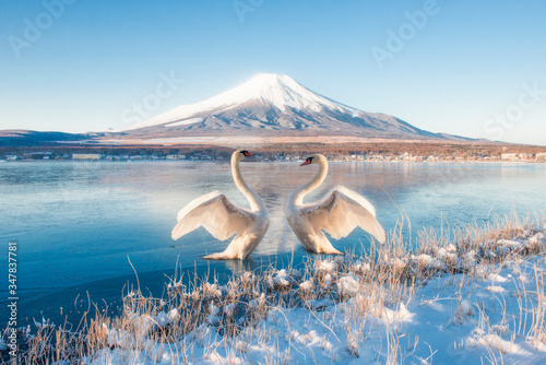Fototapeta Naklejka Na Ścianę i Meble -  Fuji Mountain Reflection and Two Swans at Yamanakako Lake in Winter, Japan