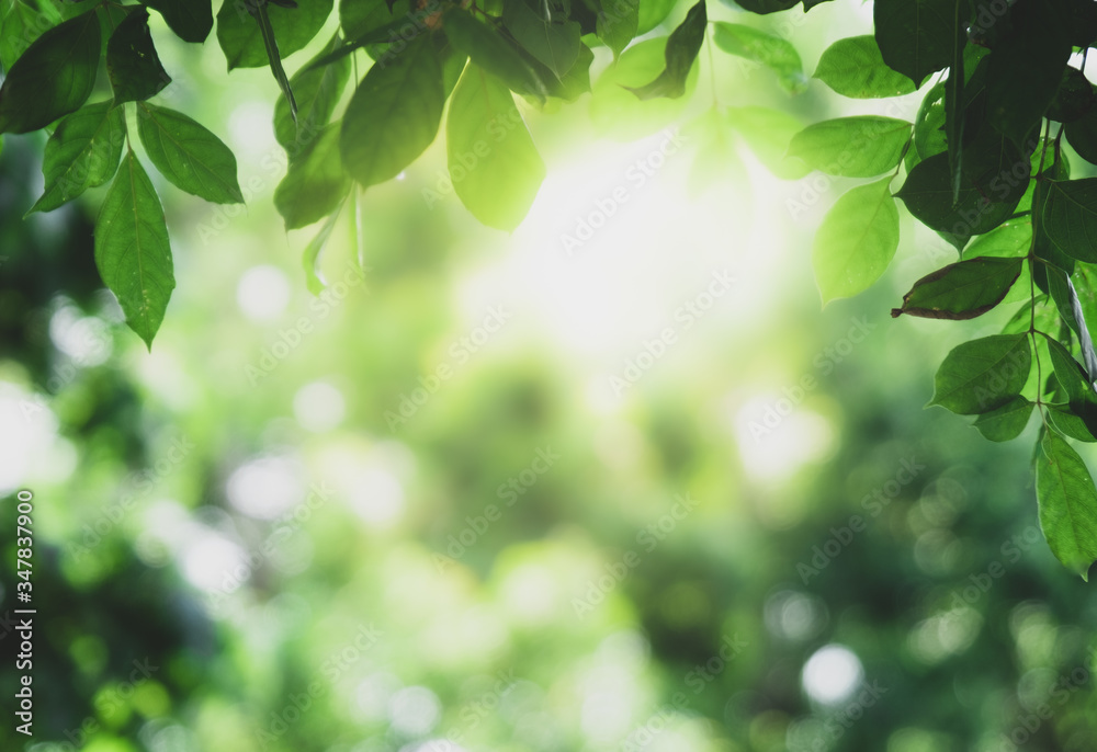 Closeup beautiful view of nature green leaves on blurred greenery tree background with sunlight in public garden park. It is landscape ecology and copy space for wallpaper and backdrop. Closeup beautiful view of nature green leaves on blurred greenery tree background with sunlight in public garden park. It is landscape ecology and copy space for wallpaper and backdrop.