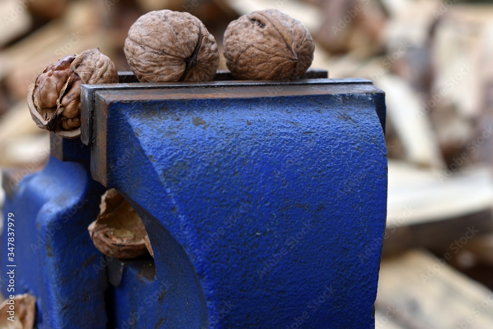 Obraz premium orzech i imadło
