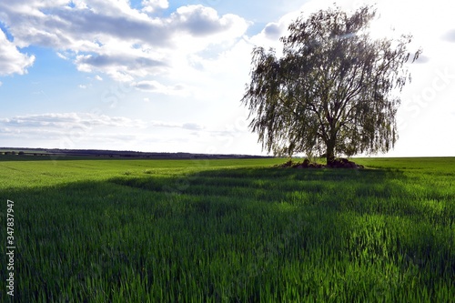 Fototapeta Naklejka Na Ścianę i Meble -  brzoza i żyto