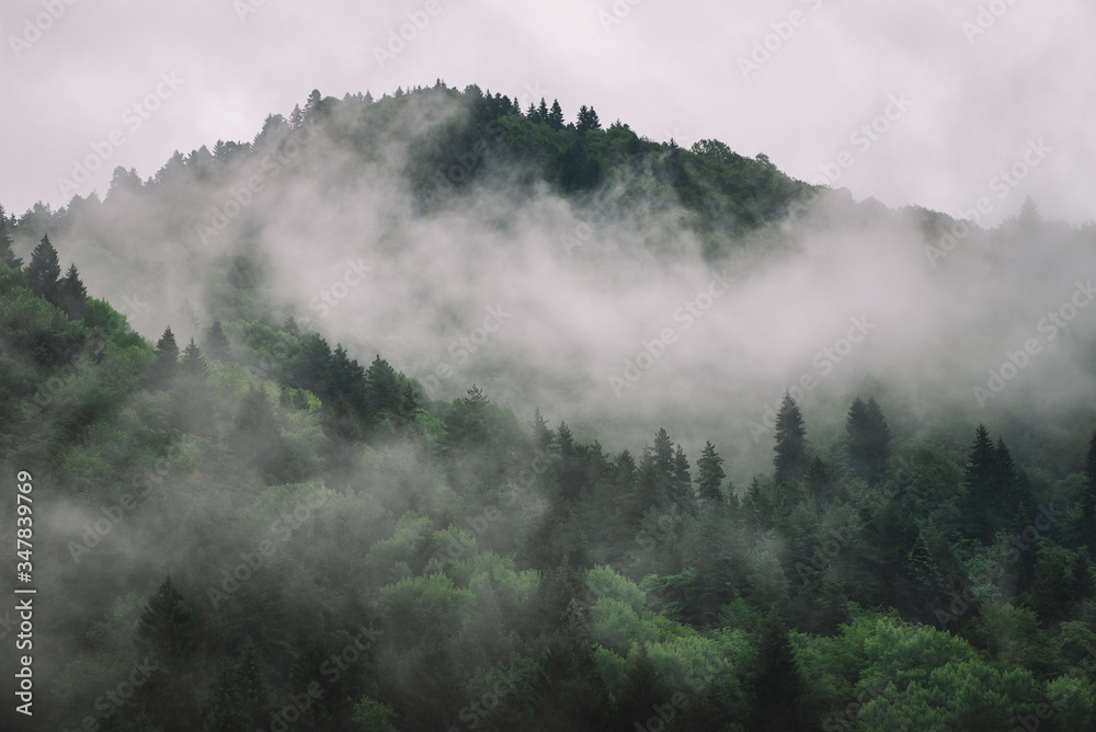 Foggy Spruce Forest In The Mountains. Dark and Misty Wood Landscapes