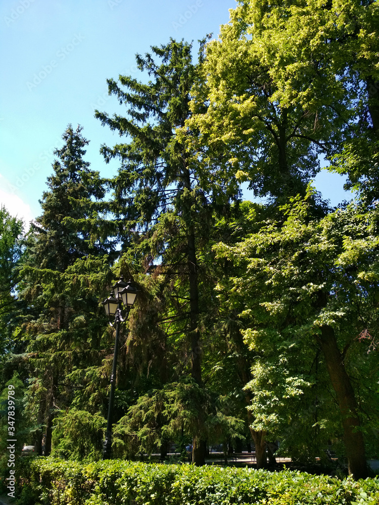 Fototapeta premium Summer green tree park outdoor forest wood nature photo