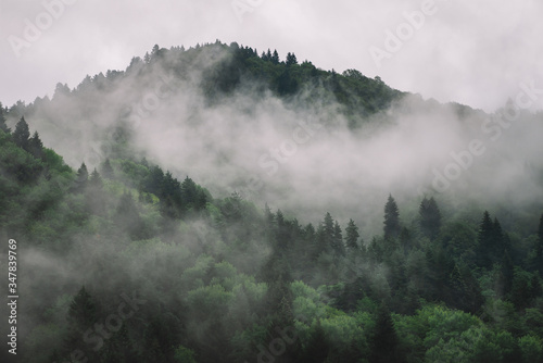 Foggy Spruce Forest In The Mountains. Dark and Misty Wood Landscapes