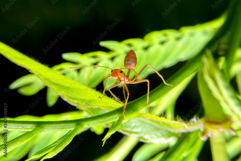 Red ants are looking for food on green branches. Work ants are walking on the branches to protect the nest in the forest. Red ants are looking for food on green branches. Work ants are walking on the branches to protect the nest in the forest.