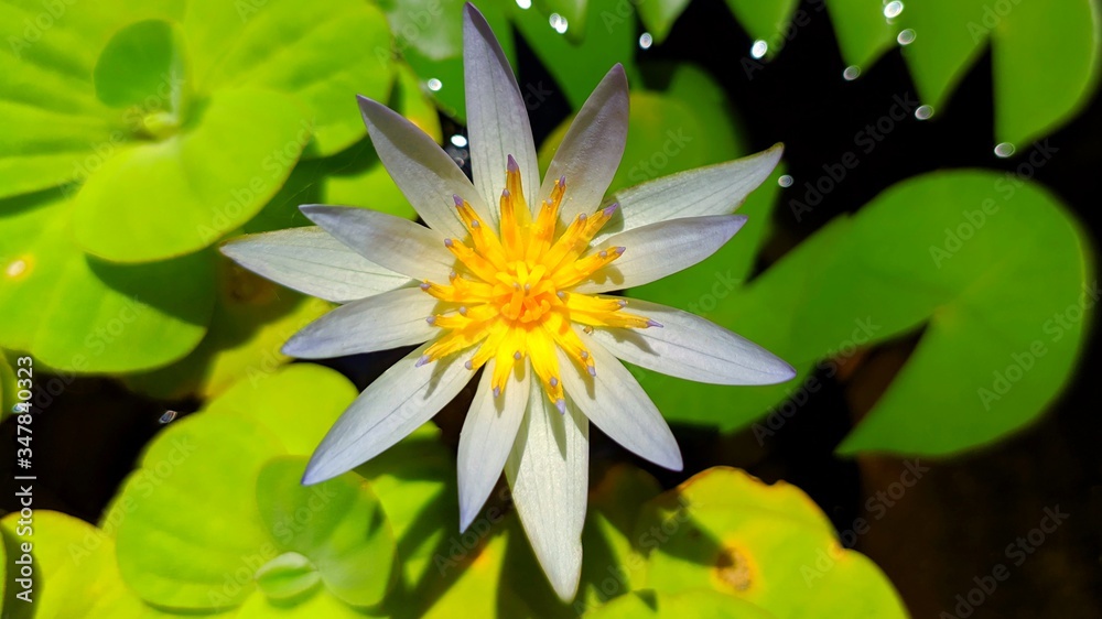 Sri lanka water lily (Nymphaea nouchali)
Sri lanka water lily (Nymphaea nouchali)