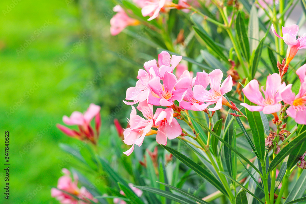 Blooming pink oleander flowers in the garden