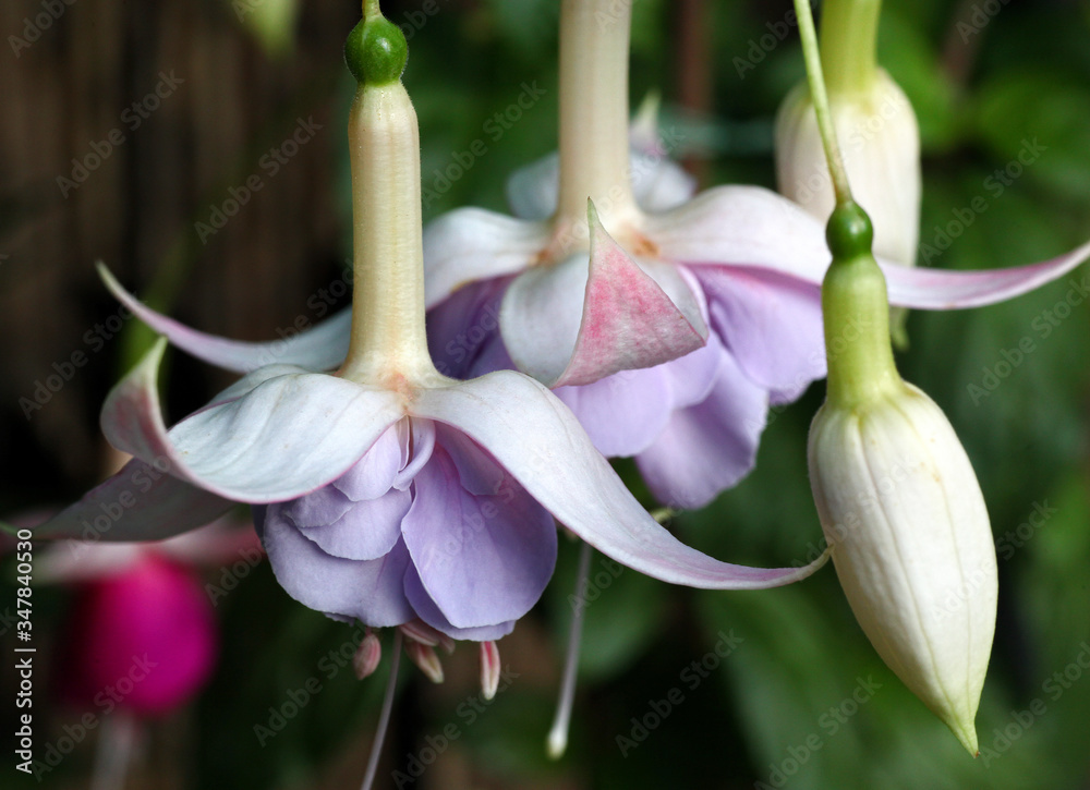 Obraz premium Beautiful and colorful hanging Fuchsia flowers looking like little ballerina fairies dancing in the garden.