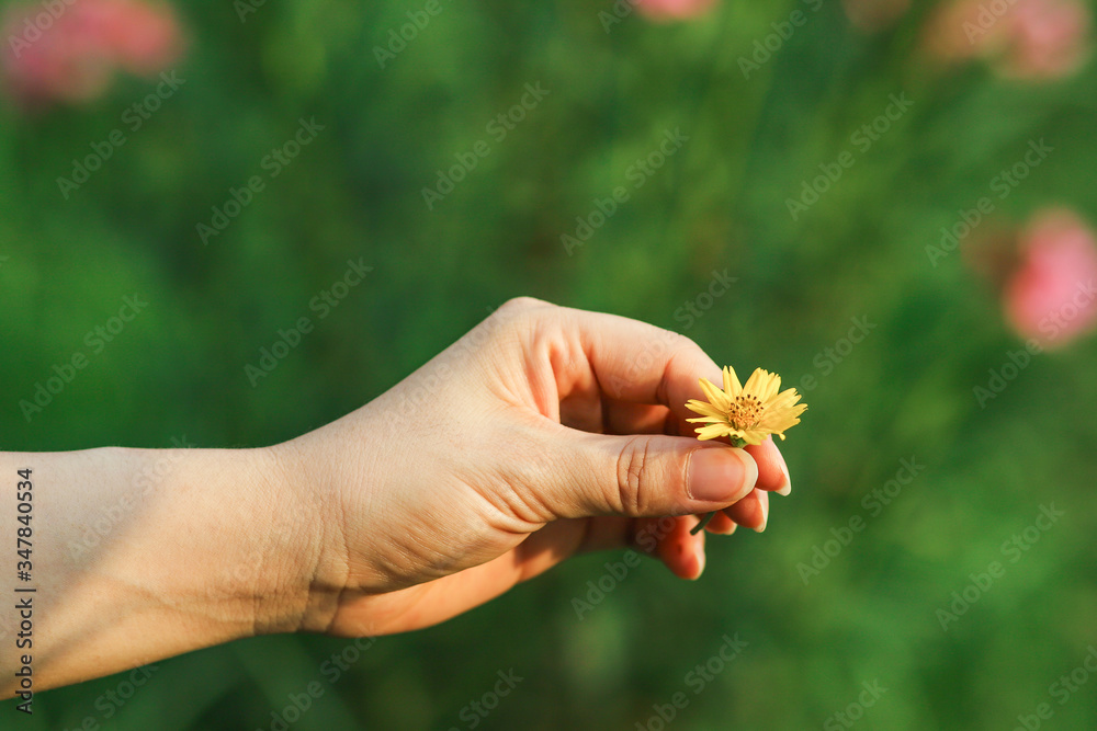 A small yellow blooming flower on woman hand with natural green background
