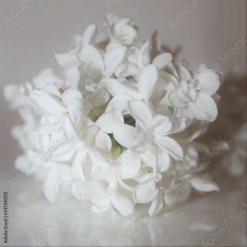 white flower  © Zuzana