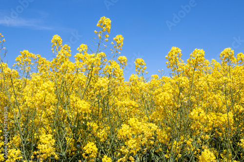 Raps im Frühling Insel Rügen