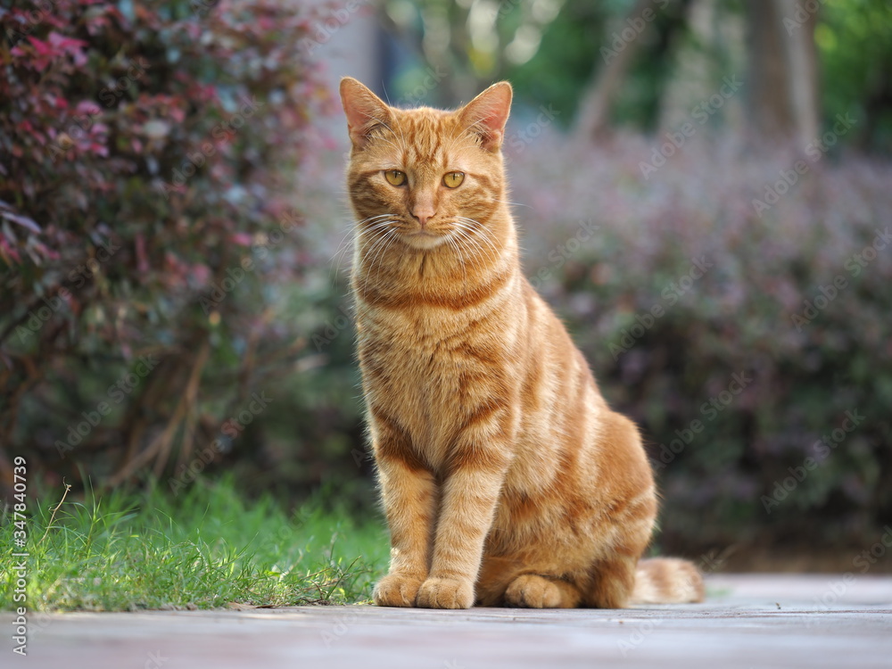 Fototapeta premium One yellow cat sitting in the garden