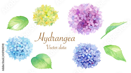 Canvastavla あじさいのエレメントのセット。水彩イラストのトレースベクター。
