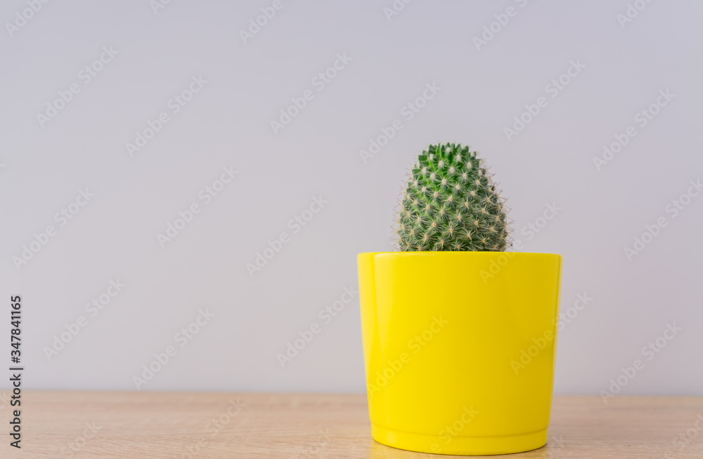 Close up of Mammillaria cactus in yellow ceramic pot on grey background. Domestic gardening, cozy interior. Copy space for text
