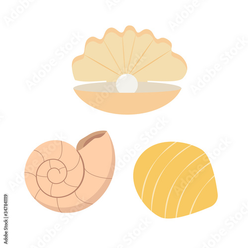 Seashells. Seashells illustration on a white background. Flat drawing style.