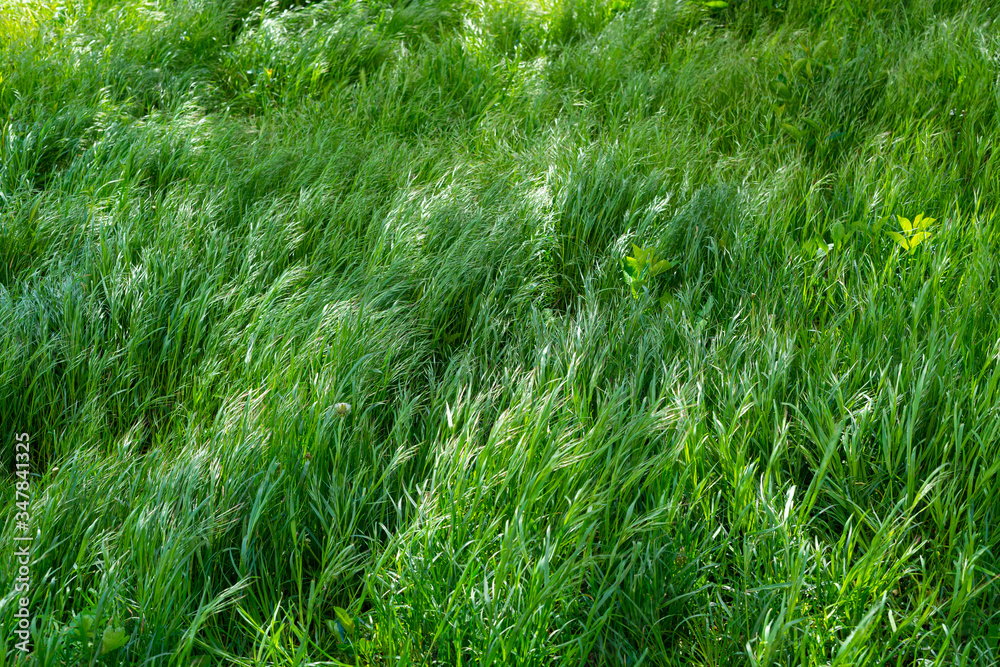 Background of young, large and lush green grass Background of young, large and lush green grass