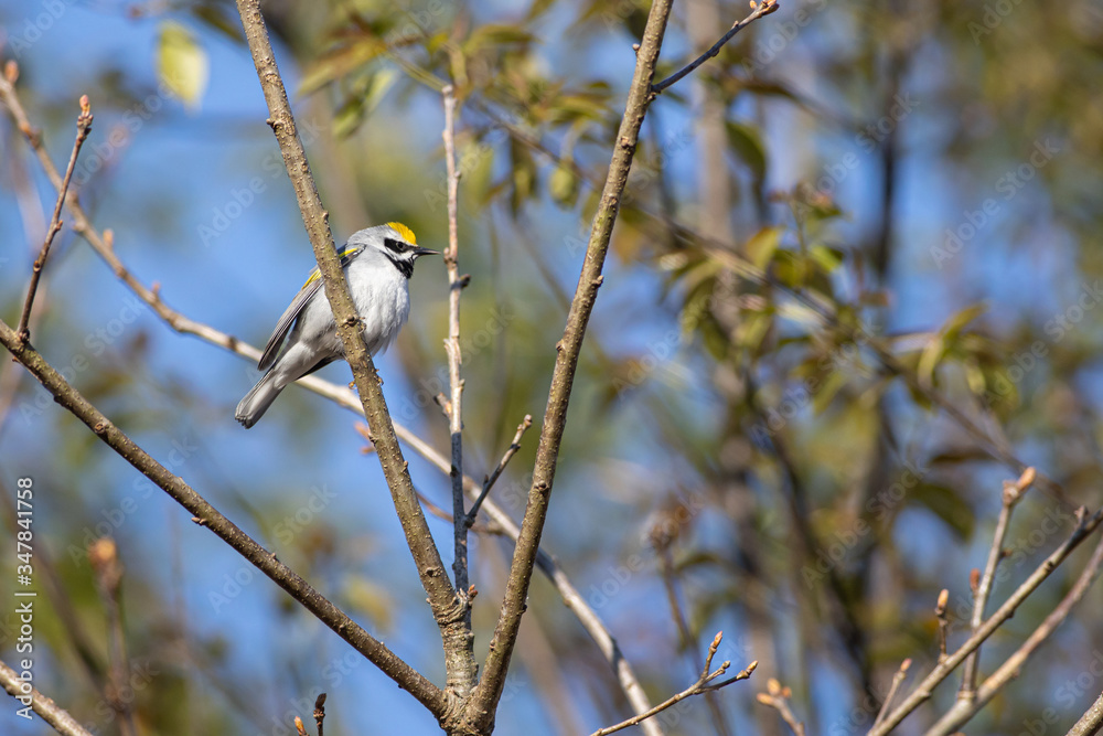 Golden-winged warbler - Vermivora chrysoptera Golden-winged warbler - Vermivora chrysoptera