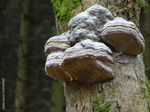 Baumpilze befallen einen bereits geschwächten Baum