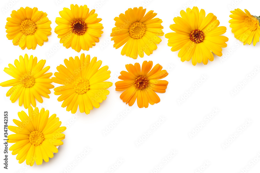 marigold flowers isolated on white background. calendula flower. top view marigold flowers isolated on white background. calendula flower. top view